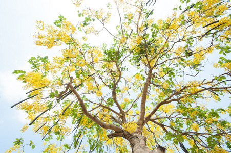 埃萨拉的花朵。这棵树美丽的金黄色花朵盛开。清除卡西亚 卡西斯瘘林恩 泰国国花