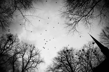 天空中的一群豺狼被树和巢包围着。