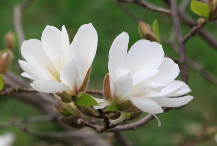 白玉兰树开花