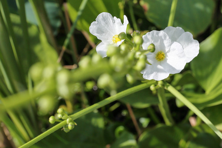 小的白花