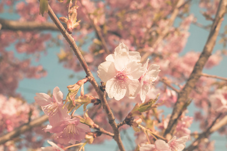 在日本樱花的樱花盛开