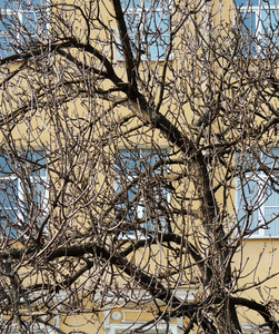 树分支在大厦背景