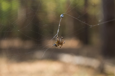 web 上的蜘蛛