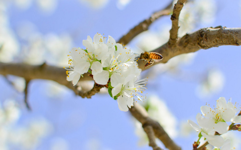 蜜蜂授粉樱桃开花