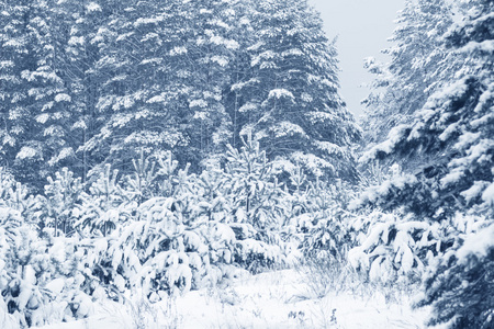 白雪皑皑的丛林视图