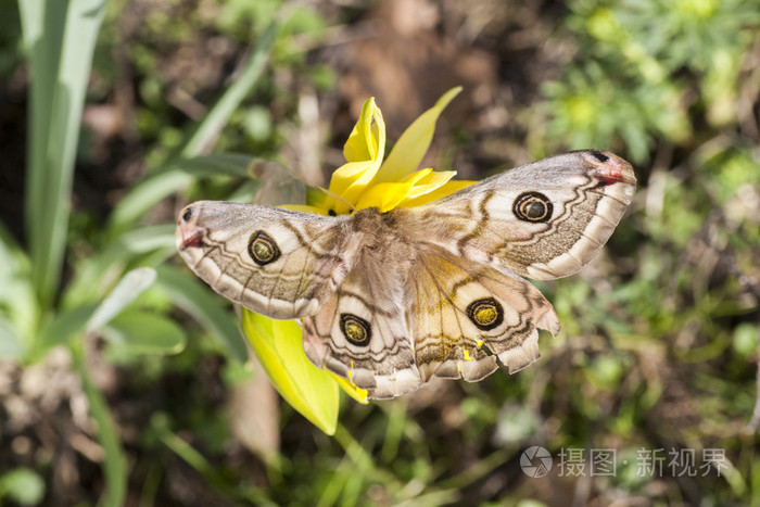 buterfly 在春天