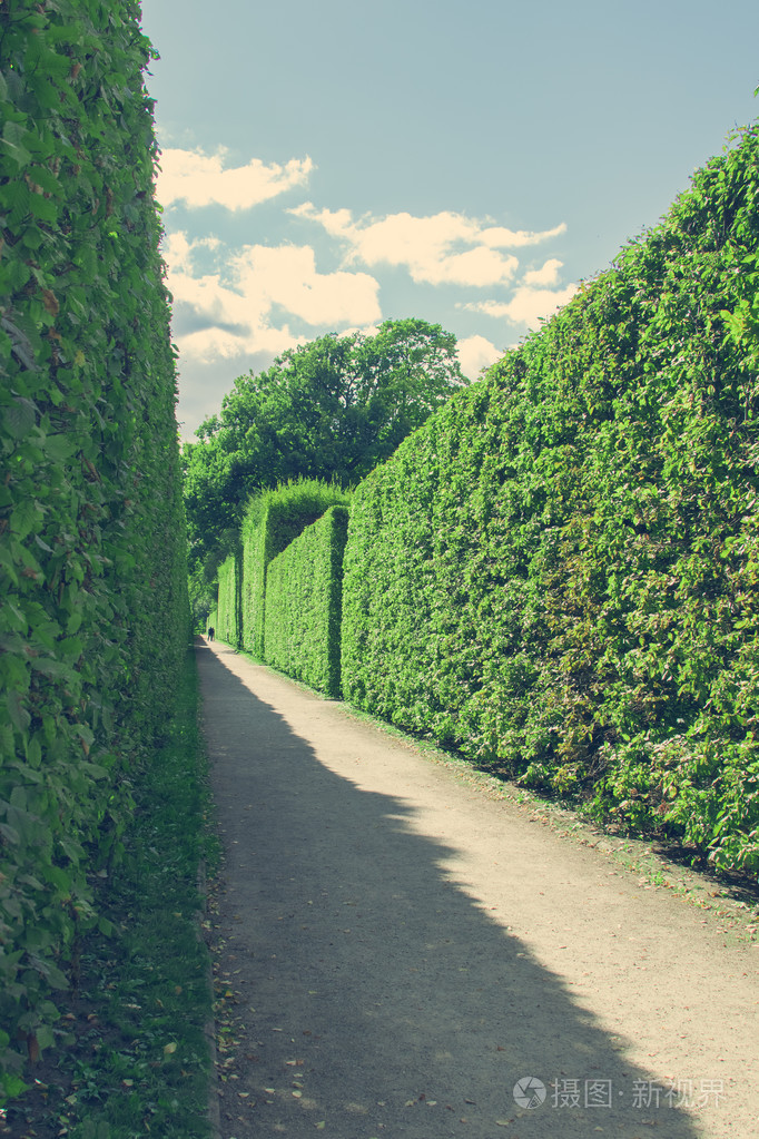绿色的树篱的具体路径