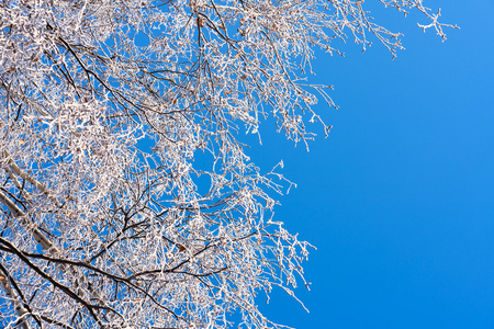 覆盖着霜冻的白桦树枝
