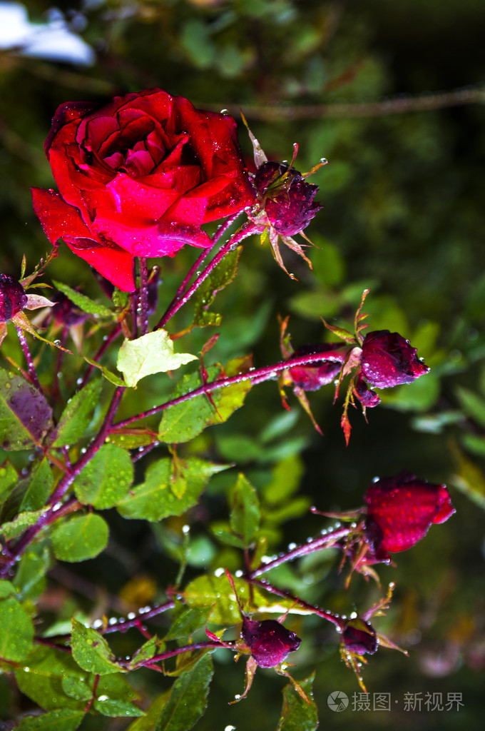 带雨滴的红玫瑰