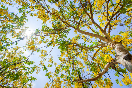 埃萨拉的花朵。这棵树美丽的金黄色花朵盛开。清除卡西亚 卡西斯瘘林恩 泰国国花