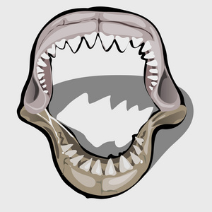 张大嘴巴鲨鱼的牙齿下巴图片