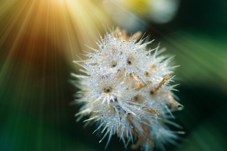 花草和滴露水与阳光图片