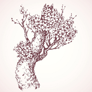 绘图春天春天开花的树.矢量绘图照片