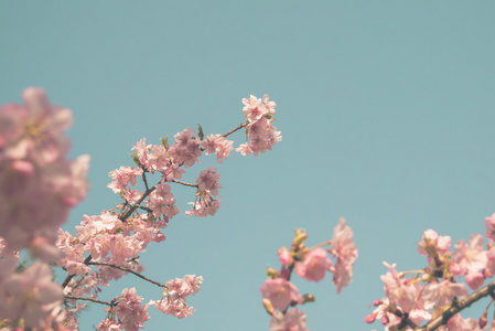 在日本樱花的樱花盛开