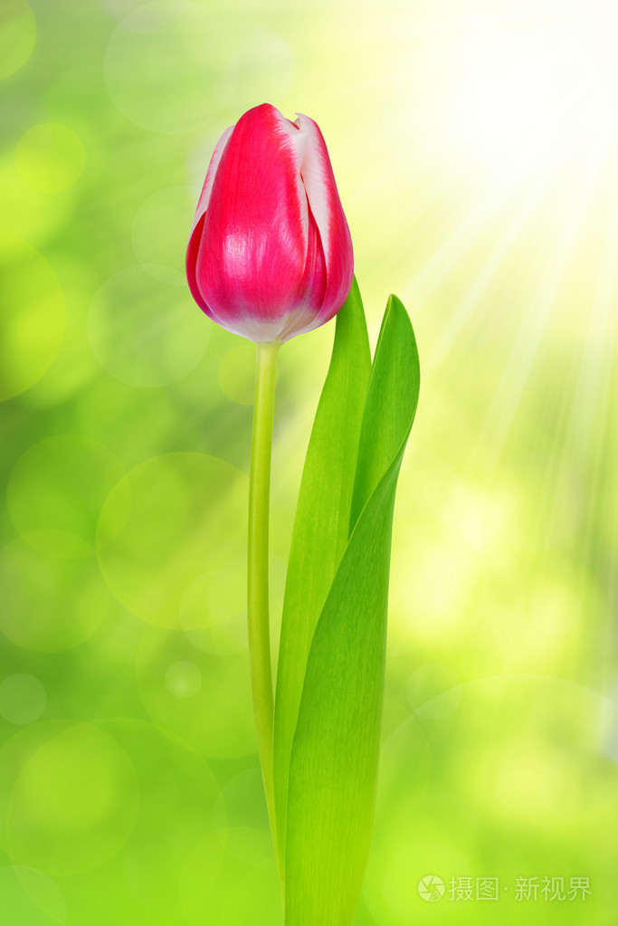 新鲜的郁金香叶