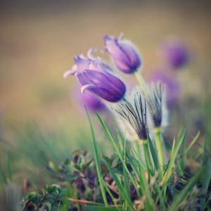 美丽紫色小毛茸茸老花。白头翁巨桉在夕阳的余晖盛开在春天的草原上