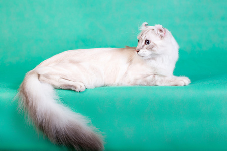 躺在绿色背景上的白色绒毛的猫