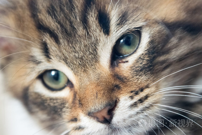 可爱的年轻猫咪