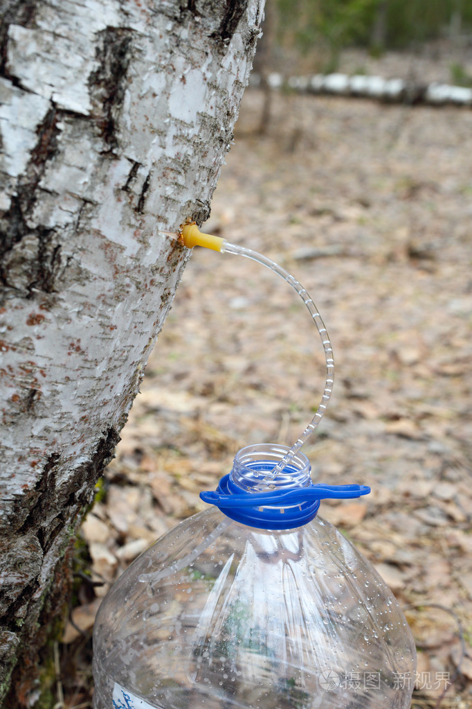 收集从白桦树汁