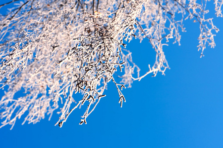 覆盖着霜冻的白桦树枝