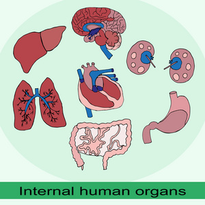 人体器官的集
