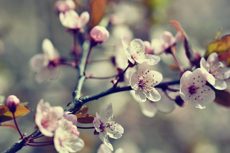 日本的樱花樱花开花美丽。季节背景。室外自然模糊背景与棵开花的树在春天阳光灿烂的日子