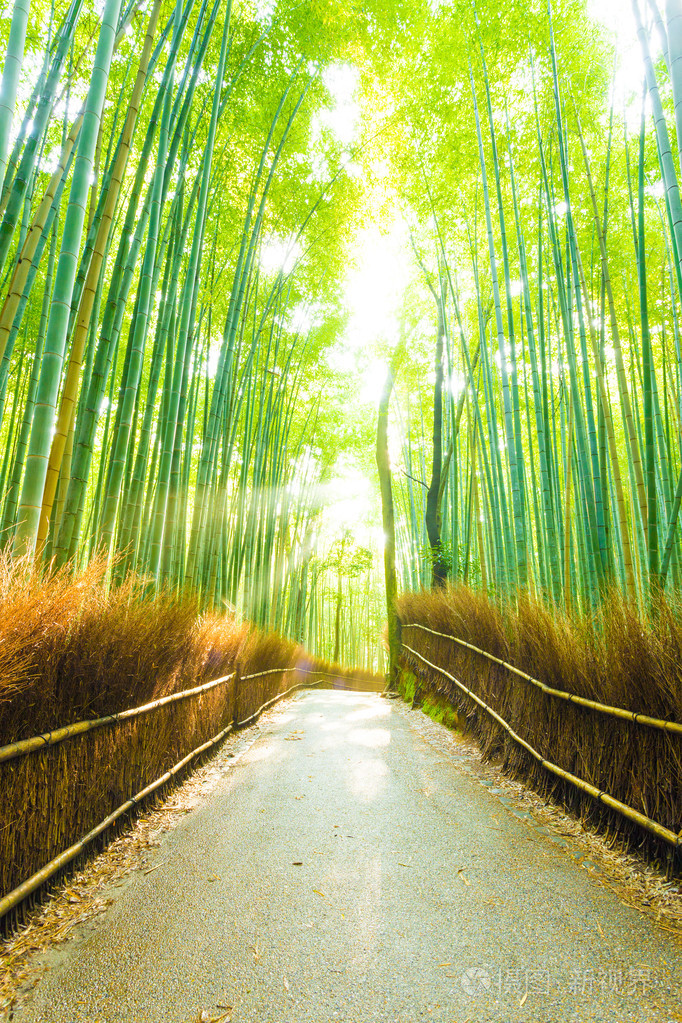 竹树森林太阳光束空路