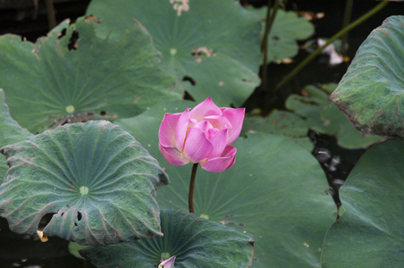 粉红色的封闭的莲花花水百合