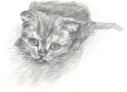小猫黑色和白色。画的手。图形样式