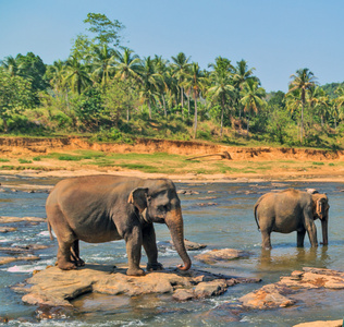 亚洲大象沐浴在锡兰河