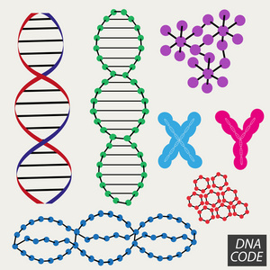 链 Dna 分子集