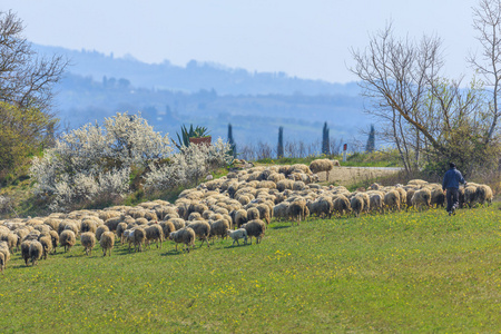 在草地上放牧绵羊
