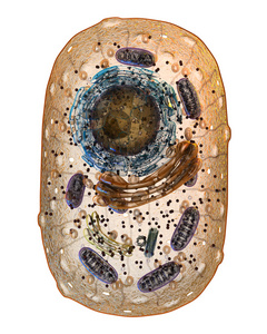 动物细胞。内部结构。3d 图