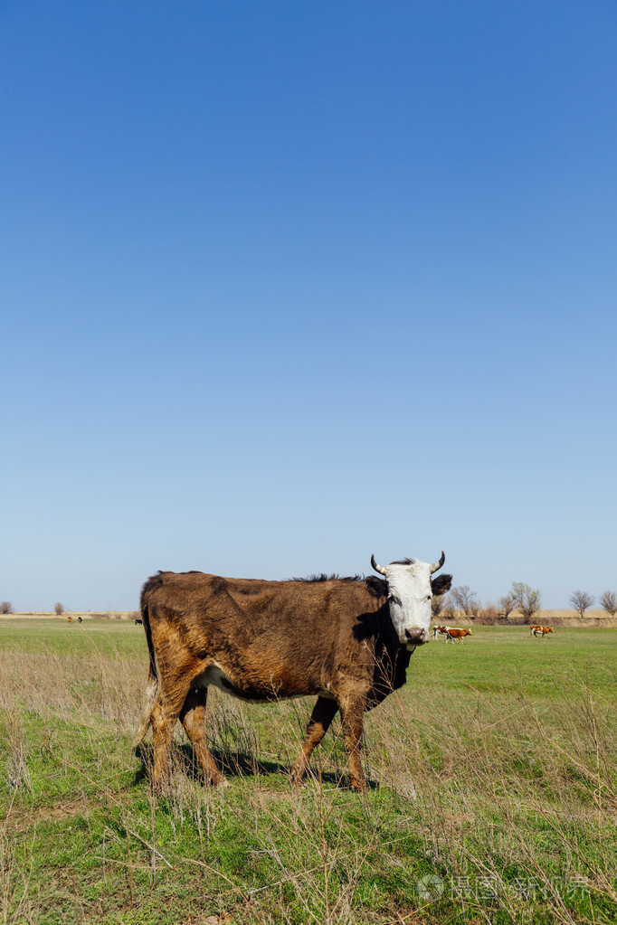 绿色草地上的牛