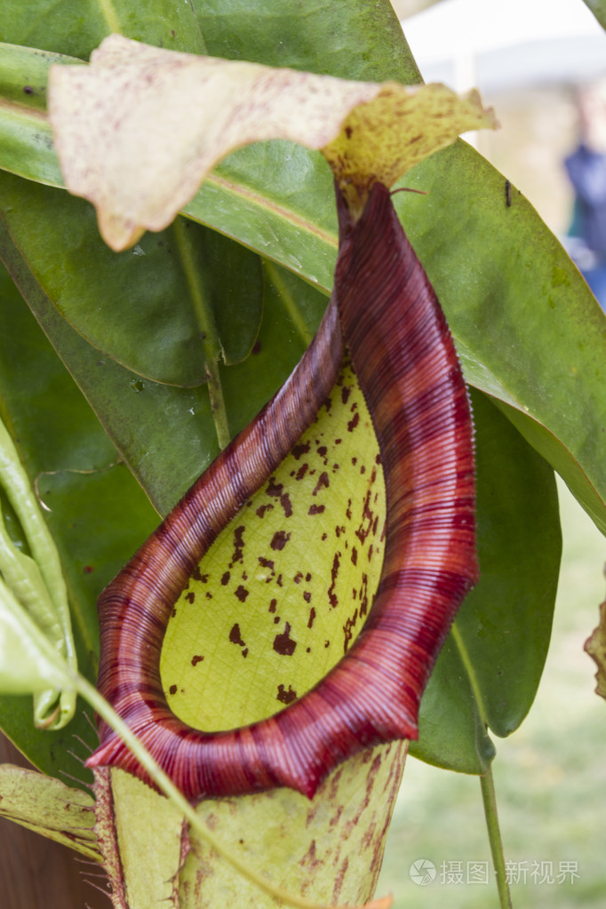 食虫植物在花园里