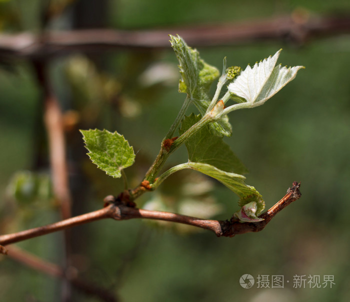 开花杆分支