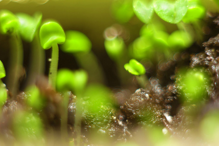 春天的背景景。发芽的芽特写浅景深