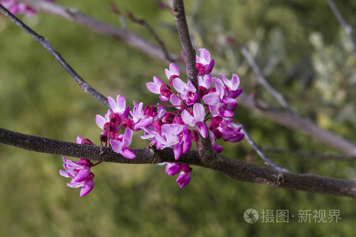 春天树上的粉红色花朵