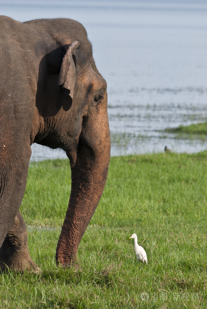 大象和苍鹭在一片草地