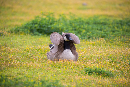 加拿大鹅branta 黄花