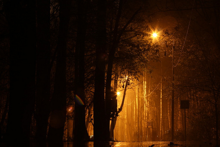 夜森林雨