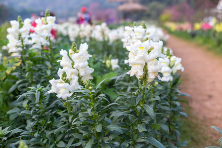 花园里的白色金鱼草花