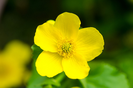 沼泽万寿菊 Caltha palustris 合作特写