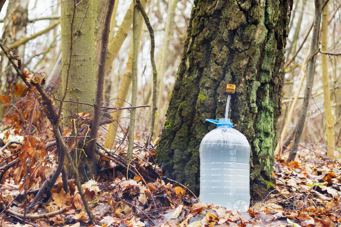 滴白桦树汁滴入一个塑料瓶