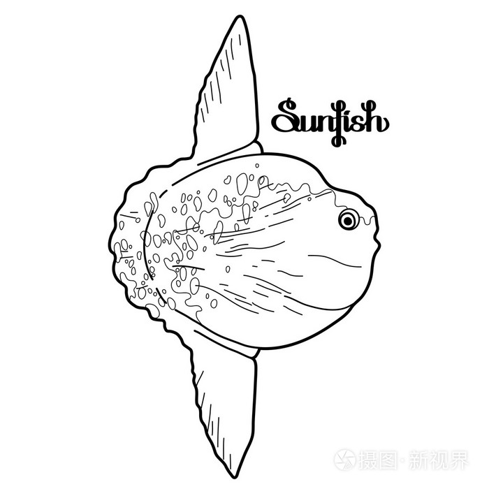 翻车鱼图形设计