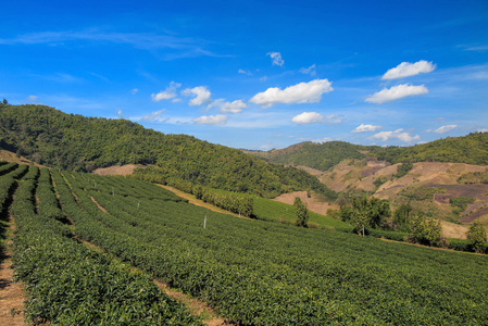 有机绿茶农场景观