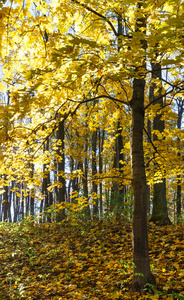 秋天槭树森林