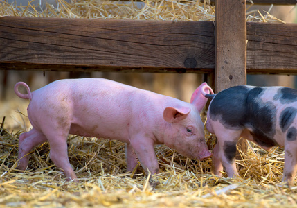 小猪在农场