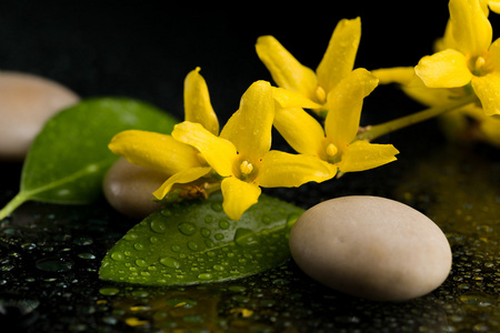鹅卵石和黄色花水滴黑色底纹上