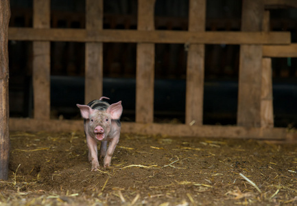 可爱的小猪在农场